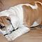 Home-raised-akc-english-bulldog-puppies-for-adoption