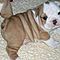 Akc-english-bulldog-puppies-for-adoption
