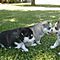 Nice-siberian-husky-puppies-for-adoption