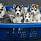 Nice-male-and-female-siberian-husky-puppies