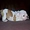 Male-and-female-akc-english-bulldog-puppies-for-adoption