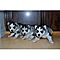 Akc-husky-puppies-for-adoption