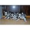 Adorable-hand-raised-male-and-female-siberian-husky-puppies