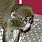 Healthy-capuchin-monkeys-for-adoption