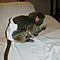 Wow-gorgeous-capuchin-monkeys-for-adoption
