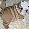 Magnificient-akc-english-bulldog-puppies-available