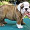 Grgeous-akc-english-bulldog-puppies-for-adoption